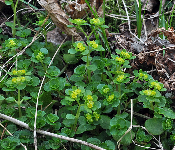 Chrysosplenium oppositifolium Śledziennica naprzeciwlistna