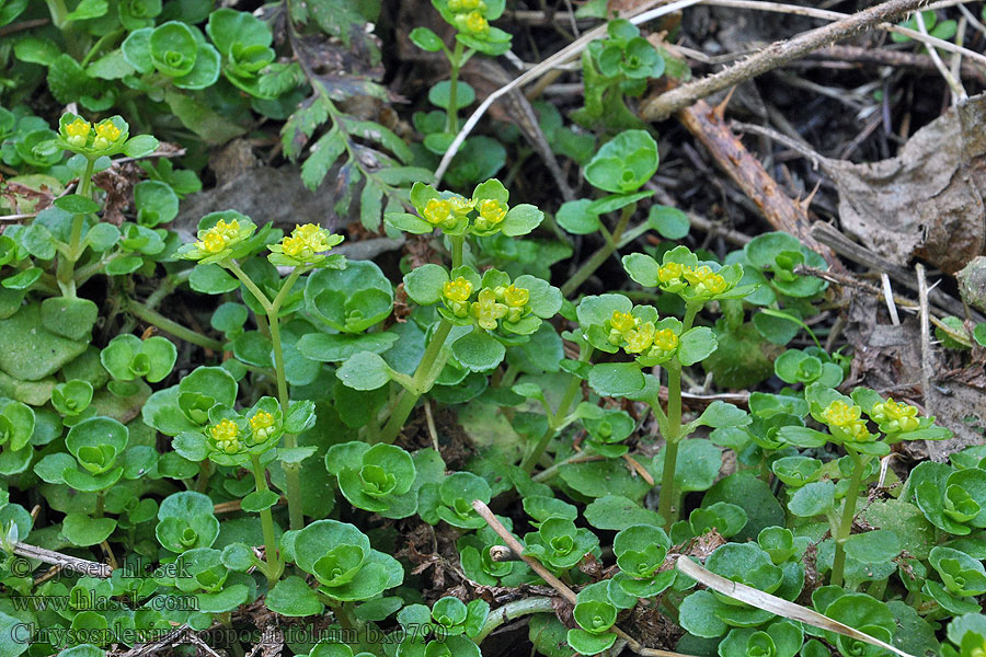 Chrysosplenium oppositifolium Mokrýš vstřícnolistý