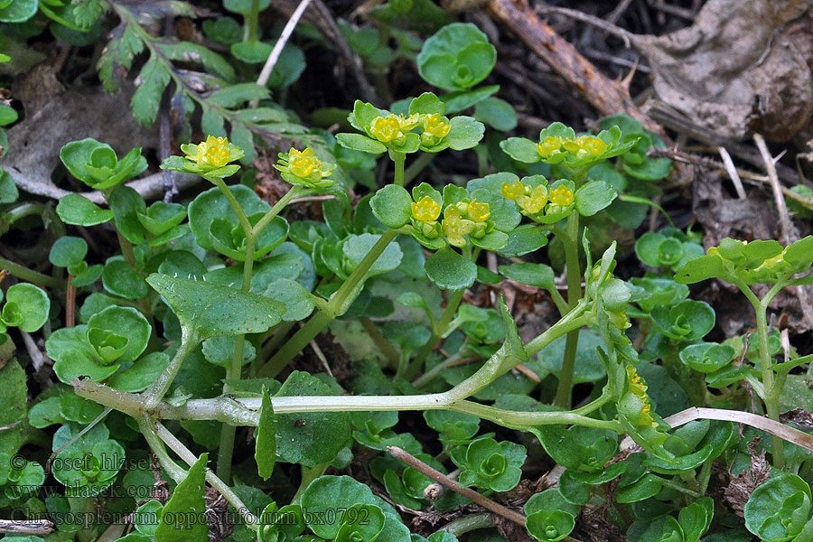 Chrysosplenium oppositifolium Saxífraga dourada Kustgullpudra