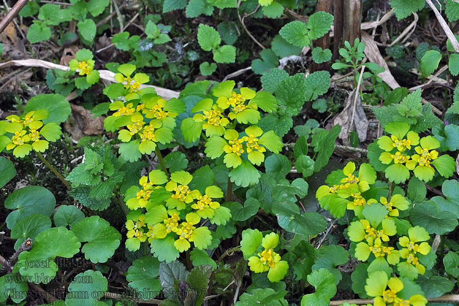 Śledziennica naprzeciwlistna Chrysosplenium oppositifolium