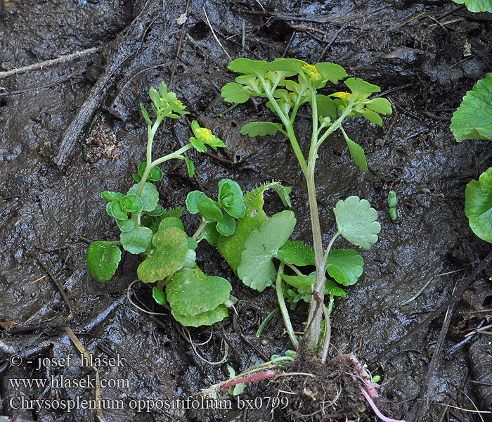 Mokrýš vstřícnolistý Chrysosplenium oppositifolium