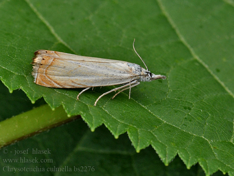 Chrysoteuchia culmella Rispengraszünsler