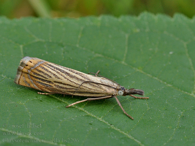 Chrysoteuchia culmella Travařík zahradní