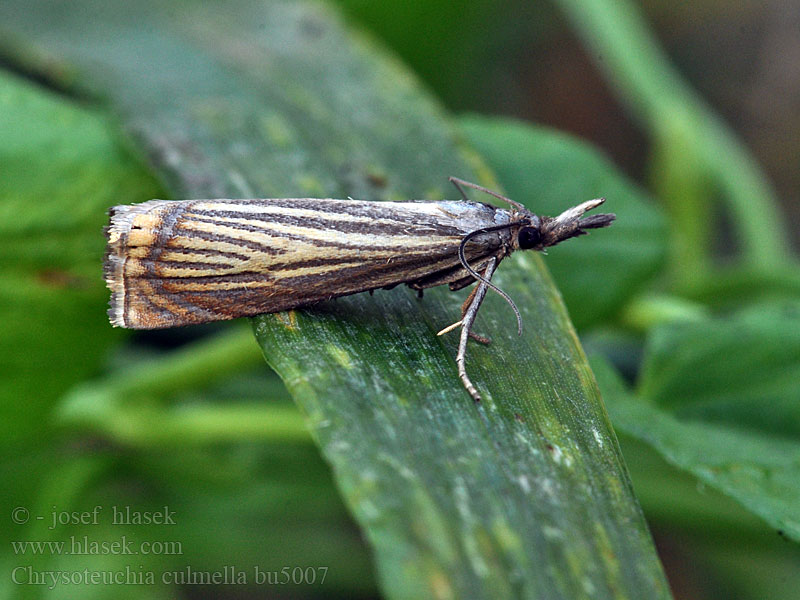 Chrysoteuchia culmella Garden Grass-veneer