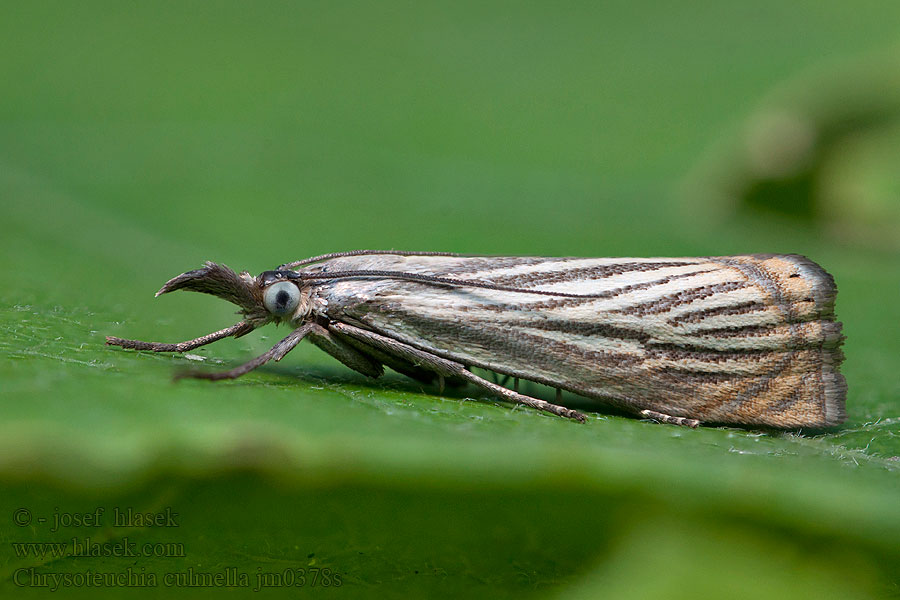 Chrysoteuchia culmella