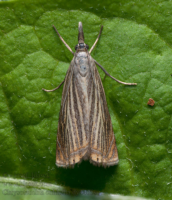 Garden Grass-veneer Rispengraszünsler Chrysoteuchia culmella