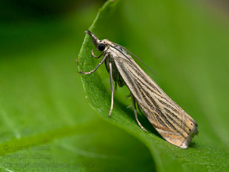 Chrysoteuchia culmella