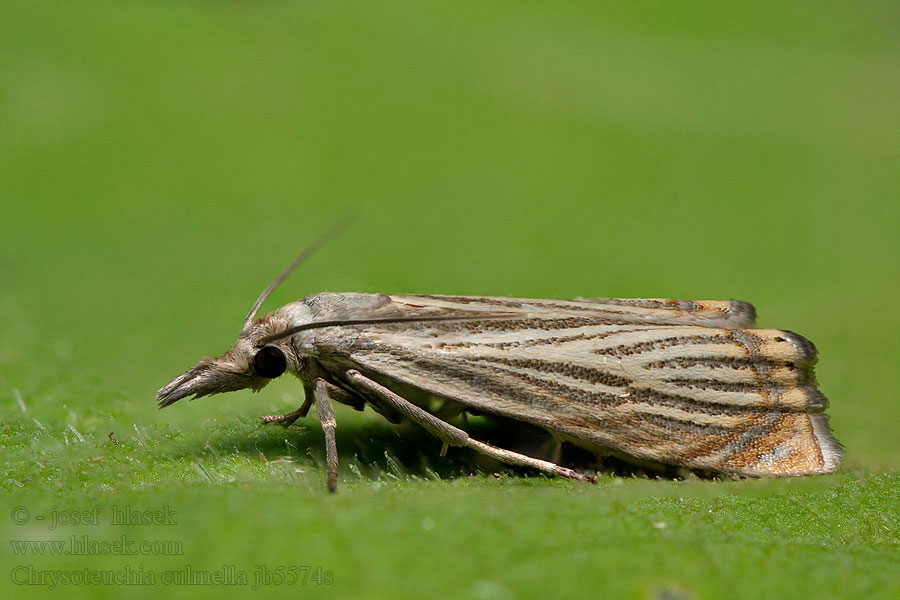 Chrysoteuchia culmella