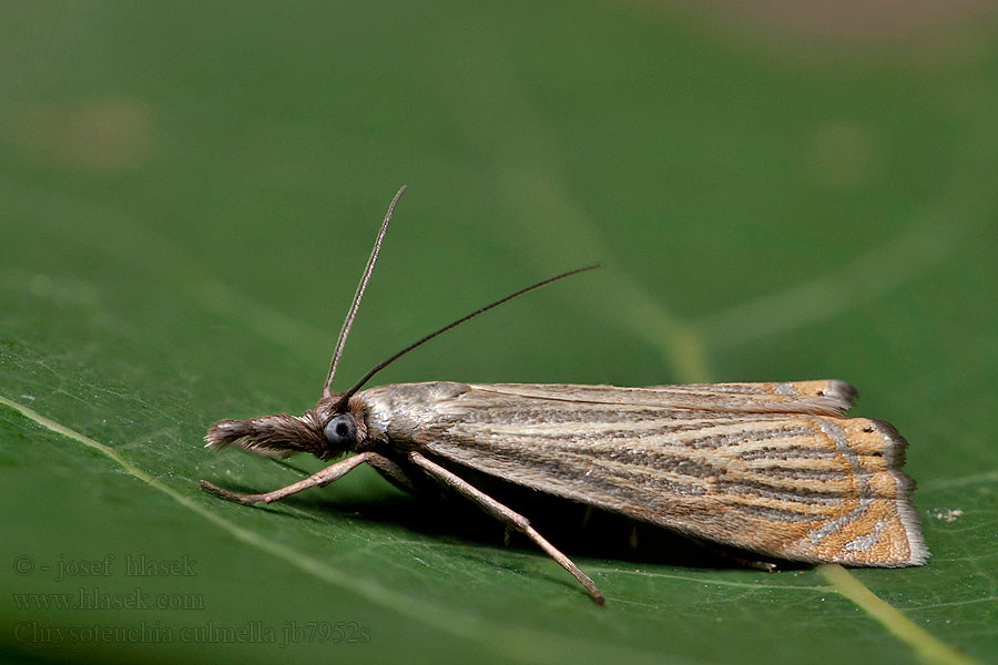 Chrysoteuchia culmella