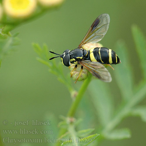 Chrysotoxum bicinctum Hoverfly Pestřenka dvojpásá Zweiband Wespenschwebfliege Журчалка-оса дважды опоясанная