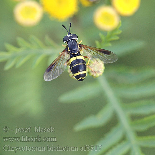 Zweiband Wespenschwebfliege Журчалка-оса дважды опоясанная Chrysotoxum bicinctum Hoverfly Pestřenka dvojpásá