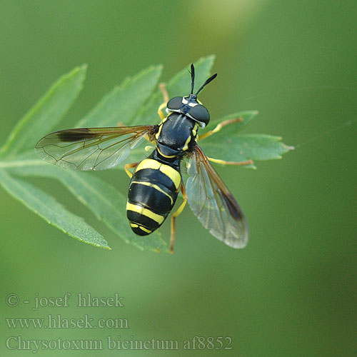 Hoverfly Pestřenka dvojpásá Zweiband Wespenschwebfliege Журчалка-оса дважды опоясанная Chrysotoxum bicinctum