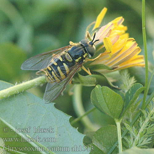 Chrysotoxum cautum Gemeine Wespenschwebfliege Grote Fopwesp