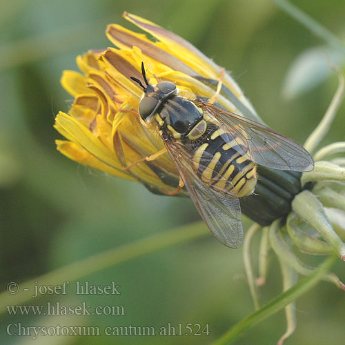 Chrysotoxe prudente Chrysotoxum cautum Gemeine Wespenschwebfliege