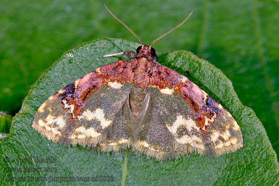 Chrysozonata purpurascens