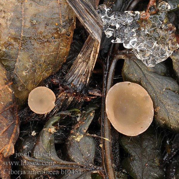 Ciboria amentacea bf0451