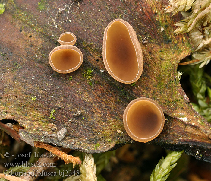 Ciboria rufofusca Zilversparmummiekelkje