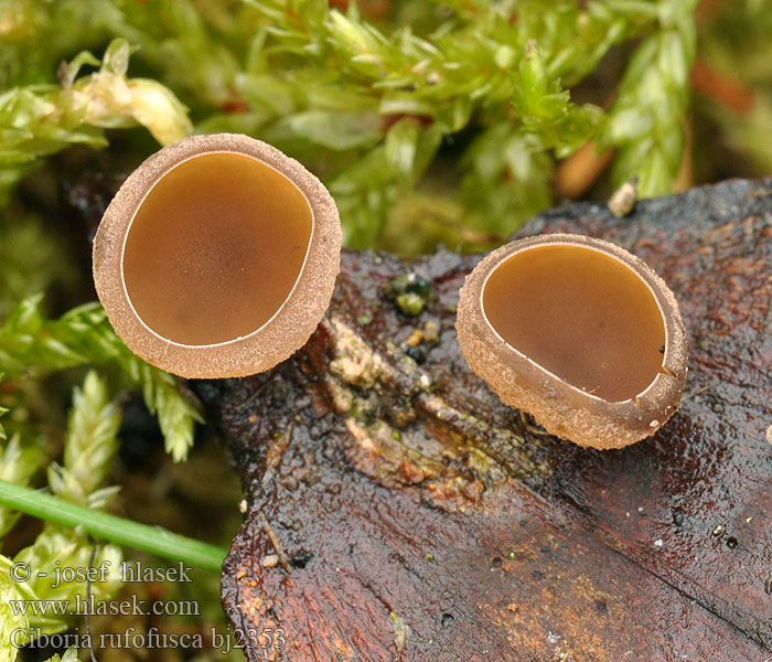 Ciboria rufofusca Tannenzapfenschuppen-Stromabecherling