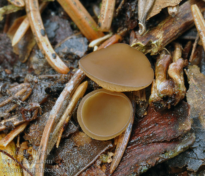 Kogleskæl-Knoldskive Ciboria rufofusca