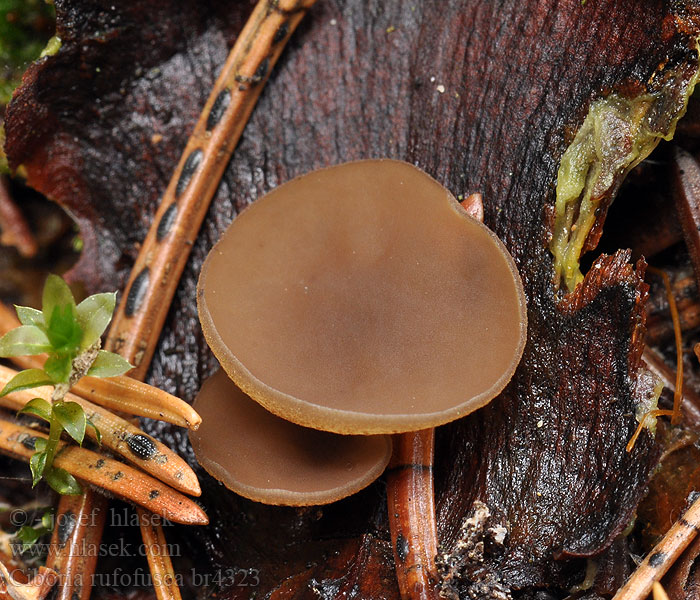 Tannenzapfenschuppen-Stromabecherling Ciboria rufofusca