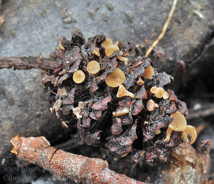 Ciboria viridifusca Erlenzäpfchen-Becherling