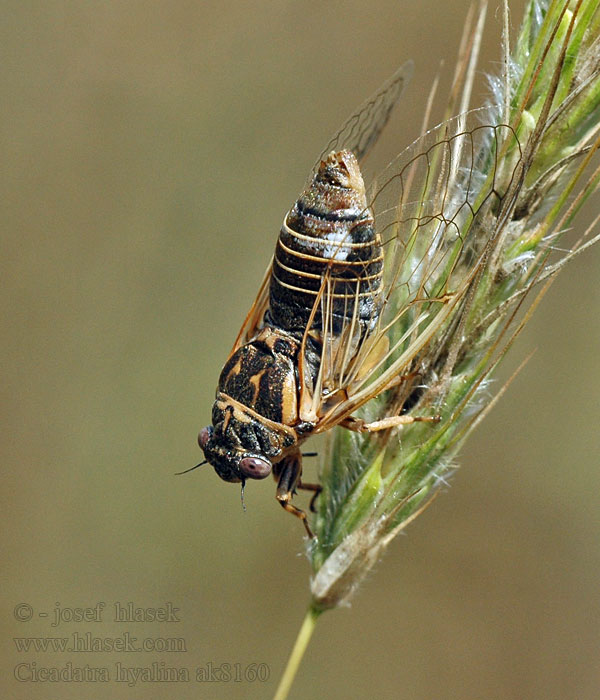 Cicadatra hyalina