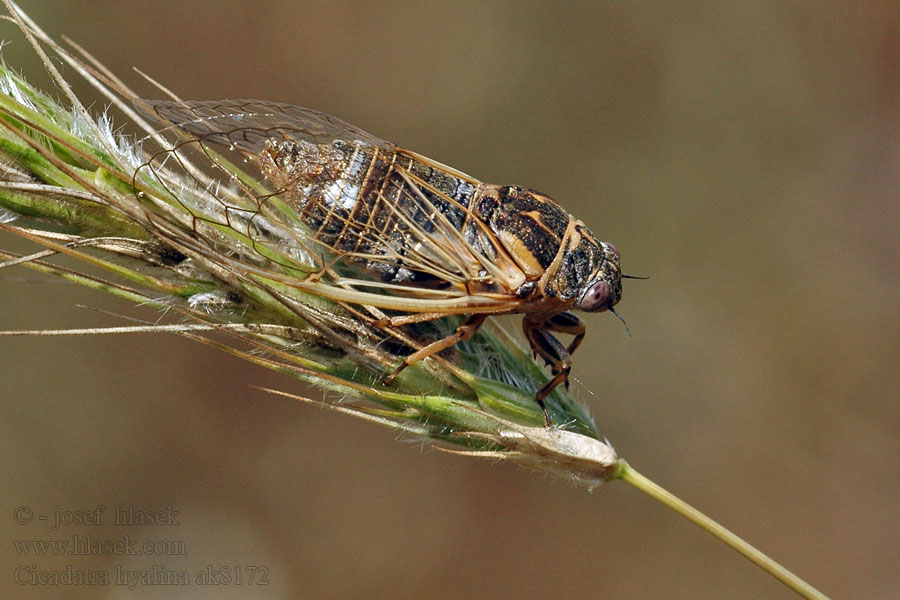 Cicadatra hyalina