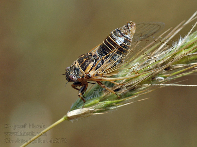 Cicadatra hyalina