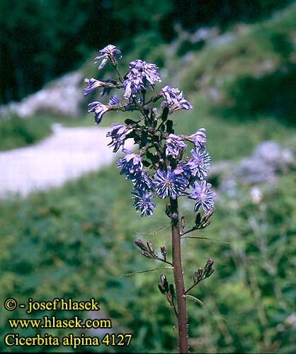 Cicerbita alpina UK: Blue sow thistle FI: pohjansinivalvatti IT: Cicerbita violetta CZ: mléčivec alpský SK: mliečivec alpínsky PL: Modrzyk górski FR: Cicerbite des Alpes