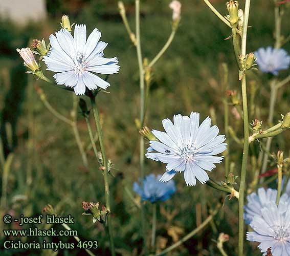 Cichorium intybus UK: Chicory FR: Endive Chicorée Witloof IT: Cicoria comune DE: Gemeine Wegwarte PL: Cykoria podróżnik SK: čakanka obyčajná ES: Achicoria