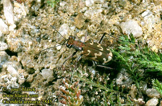 Cicindela arenaria 2845