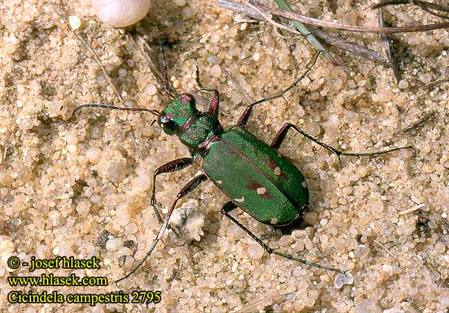 Cicindela campestris 2795