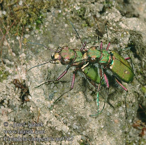 Cicindela campestris aa9762