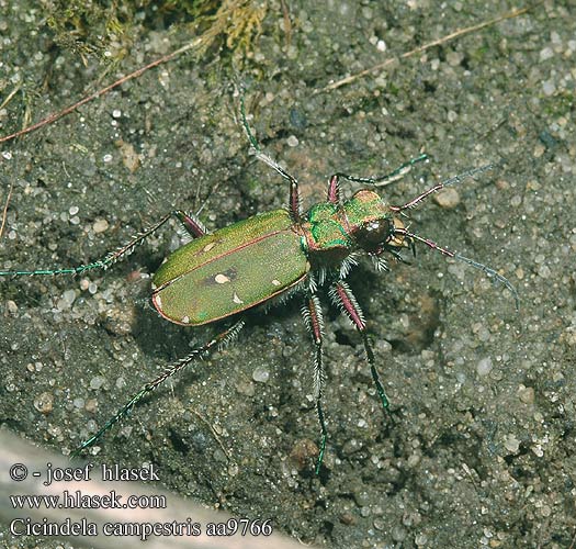 Cicindela campestris aa9762