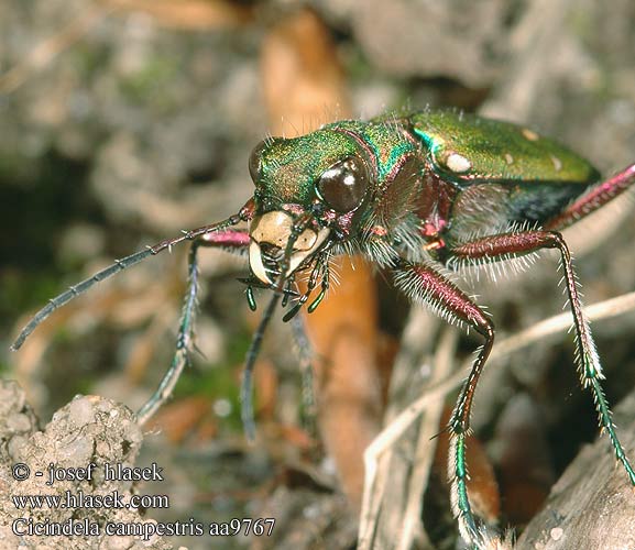 Cicindela campestris aa9767