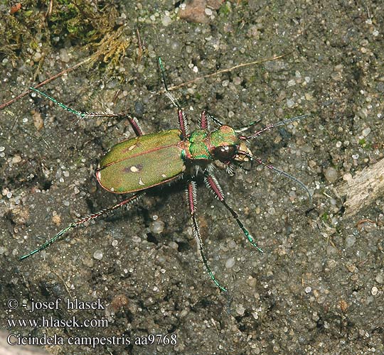 Cicindela campestris aa9768