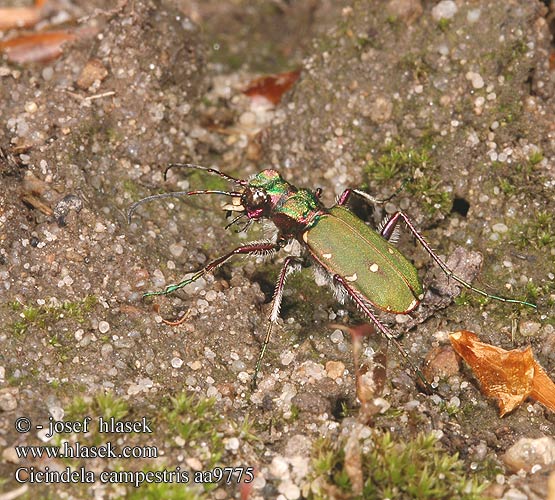 Cicindela campestris aa9775