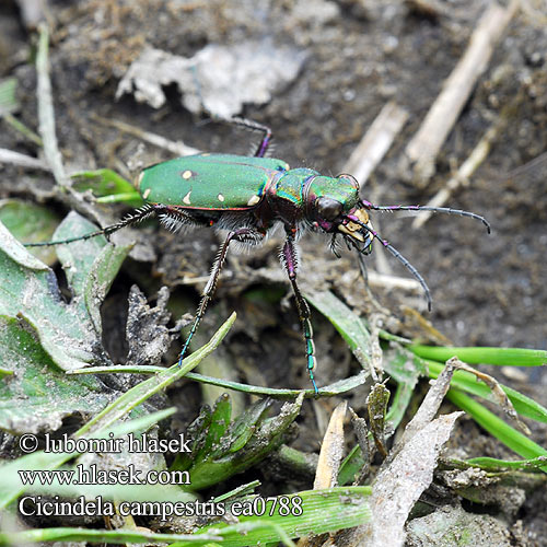 Cicindela campestris ea0788