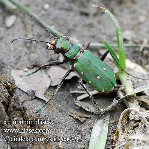 Cicindela campestris ea0792