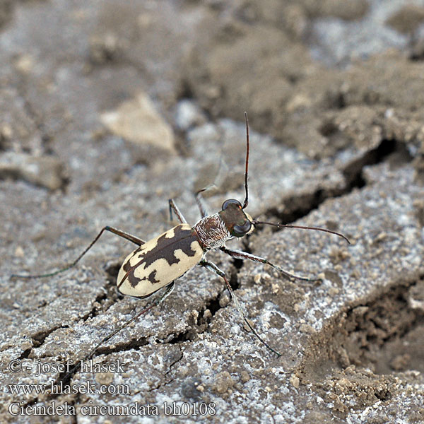 Cicindela circumdata