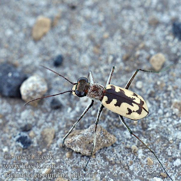 Cicindela circumdata