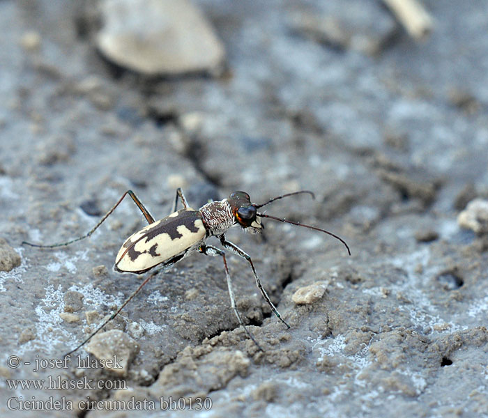 Cicindela circumdata