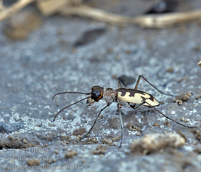 Cicindela circumdata