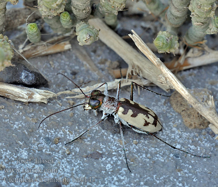 Cicindela circumdata