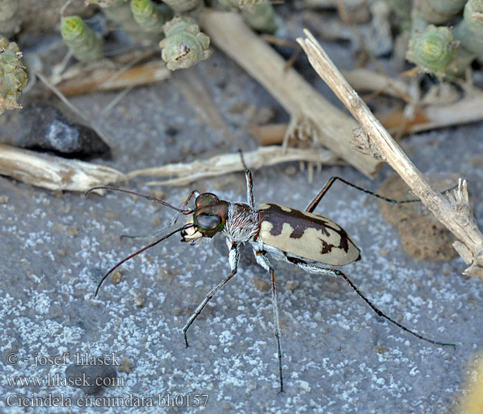 Cicindela circumdata