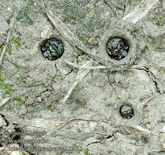 Cicindela germanica Cylindera Cliff tiger beetle Deutsche Sandlaufkäfer Duitse zandloopkever Скакун германский Svižník