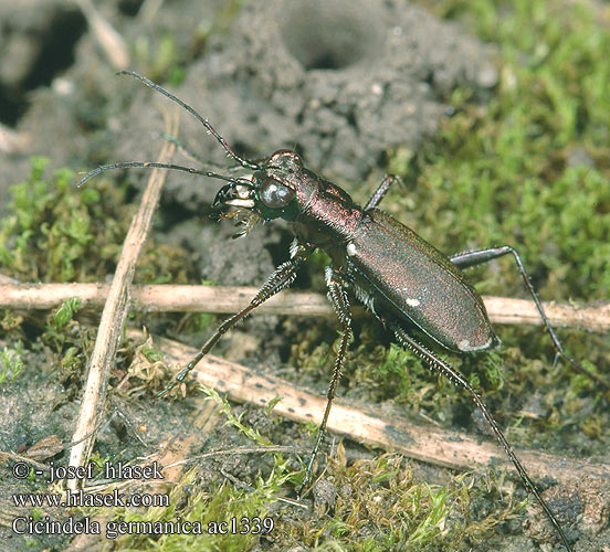 Cicindela germanica Deutsche Sandlaufkäfer Duitse zandloopkever Скакун германский Svižník