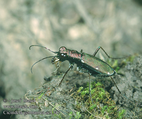 Cicindela germanica Cylindera Deutsche Sandlaufkäfer Duitse zandloopkever Скакун германский Svižník