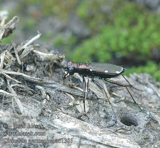 Cicindela germanica Duitse zandloopkever Скакун германский Svižník Cylindera Cliff tiger beetle Deutsche Sandlaufkäfer