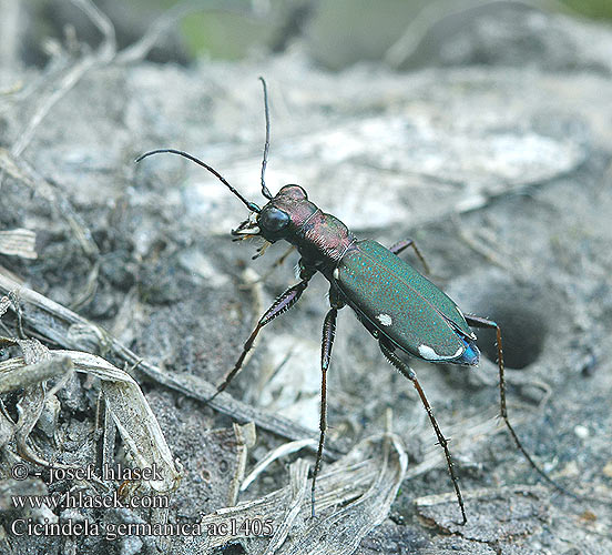 Скакун германский Svižník Cylindera Cliff tiger beetle Deutsche Sandlaufkäfer Cicindela germanica Duitse zandloopkever